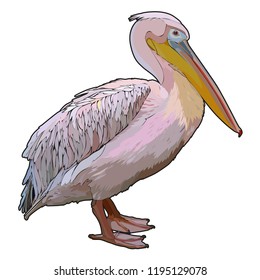 Pelican. Tropic colorful bird. Vector illustration, EPS 10