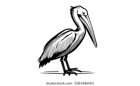 Pelican vector black line illustration isolated white. Sketch art