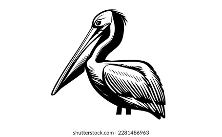 Pelican vector black line illustration isolated white. Sketch art