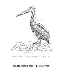 pelikanische Vektorgrafik auf handgezeichnet, Illustration auf schwarz-weißem Tier