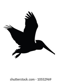 Pelican, Vector, Illustration