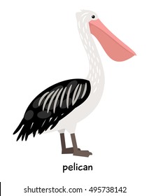 Pelican vector illustration