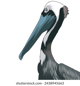 pelican in vector illustration art