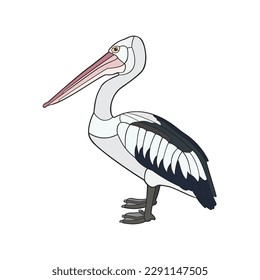 Pelican. Ilustración vectorial aislada en fondo blanco.