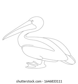 ilustración vector pelícano, dibujo de forro, vista de perfil, color