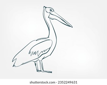 pelican vector line art animal wild life single one line hand drawn illustration isolated