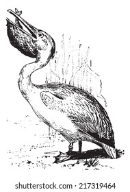 Pelican, vintage engraved illustration. Dictionary of words and things - Larive and Fleury - 1895.