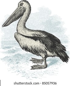 Pelican - vintage engraved illustration - "Histoire naturelle" by Buffon and Lacépède published in 1881 France