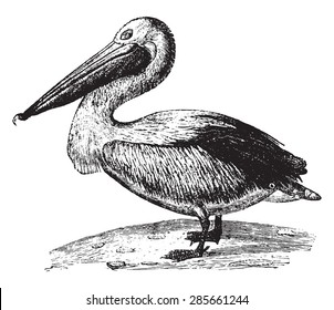 Pelican, vintage engraved illustration. Natural History of Animals, 1880.
