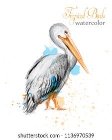 Pelican watercolor Vector. Tropic colorful birds