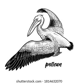 Pelican. Waterfowl. Official State Bird of Louisiana. Vintage engraving style. Vector art illustration. Black graphic isolate on white background. Object of wildlife. Hand drawing. Symbol bird sketch