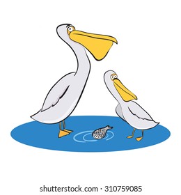 pelicans