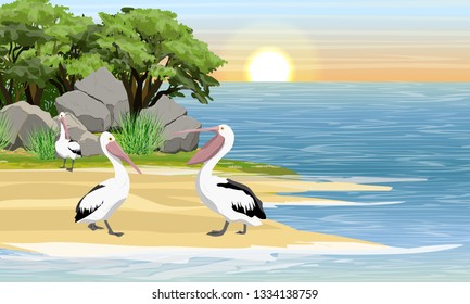 Pelicans on the shore of a tropical bay. Grass, stones and trees. Wild birds of Australia, New Guinea and Indonesia. Realistic Vector Landscape