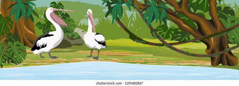 Pelicans on the tropical jungle. Shore of a lake or river. Grass and trees. Wild birds of Australia, New Guinea and Indonesia. Realistic Vector Landscape