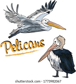 Pelicans one in flight design element