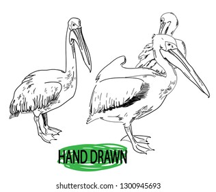 
Pelicans Sea birds. Drawing by hand in vintage style drawing by pen.