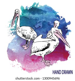 
Pelicans Sea birds. Drawing by hand in vintage style drawing by pen.