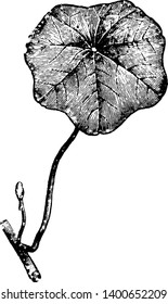 Peltate Leaf is in rounded shape and it is look like a little shield, vintage line drawing or engraving illustration.