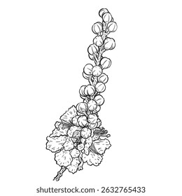 Dessin d'Image vectorielle de fleur de Peltophorum pterocarpum, isolé sur fond blanc, illustration vintage dessinée à la main.