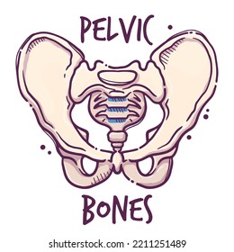 Pelvic. Animals and humans internal organs. Medical theme for posters, leaflets, books, stickers. Human organ anatomy. Vector hand drawn style illustration.