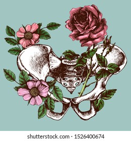 Pelvic bone anatomy, illustrated blossom  bony pelvis. Hand-drawn vector illustration for your unusual design.