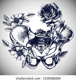 Pelvic Bone Anatomy, Illustrated Blossom  Bony Pelvis. Hand-drawn Vector Illustration For Your Unusual Design.