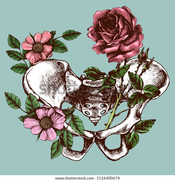 Pelvic bone\
anatomy, illustrated blossom  bony pelvis. Hand-drawn vector\
illustration for your unusual\
design.