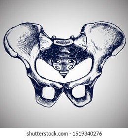 Pelvic bone anatomy, illustrated bony pelvis. Hand-drawn vector illustration for your medical or gothic design.