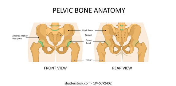 Anatomía ósea pélvica. Vista frontal y trasera de la ilustración de la cadera Pelvis