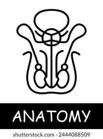 Pelvic bone line icon. Spine, calcium, skeleton, anatomy, medicine, training, doctor, nurse, human, body, physiology. Vector line icon for business and advertising