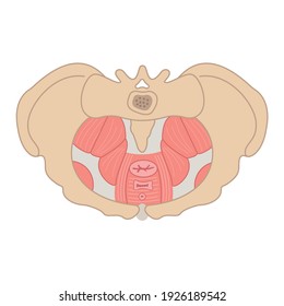 Pelvic Floor Flat Illustration. Bone Structure, Muscles, Prolapse. Women Reproductive Health. Can Bes Used For Topics Like Medicine, Fitness, Human Body
