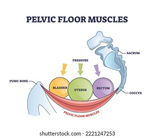 Pelvic floor muscles anatomy with hip muscular body parts outline diagram. Labeled educational scheme with skeletal pubic bone, coccyx and bladder, uterus or rectum organ location vector illustration. - Shutterstock ID 2221247253