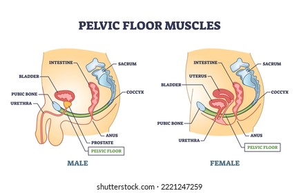 Anatomía de los músculos del suelo pélvico con órganos macho y hembra diagrama de contorno. Plan de localización médica educativa con sistema muscular del cuerpo inferior para la ilustración vectorial de soporte de intestino y vejiga.