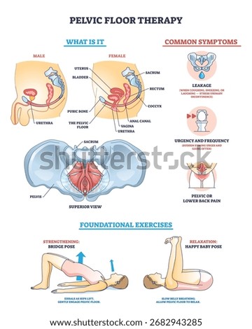 Pelvic floor therapy overview with anatomical diagrams, symptoms, and exercise illustrations. Key objects, pelvic anatomy, symptom icons, exercise poses. Outline diagram