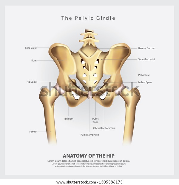 Pelvic Girdle Human Hip Bone Anatomy Stock Vector (Royalty Free) 1305386173