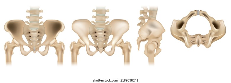 The pelvic girdle Lateral, anterior, bottom and posterior  view. Human pelvis and sacrum bones isolated on white background. Vector of pelvic area in four different positions