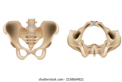 The internal structure of the pelvic girdle female skeleton and