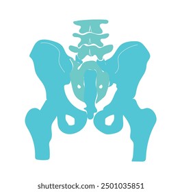 Pelvis bone anatomy blue  draw cartoon object. Pelvic girdle isolated vector outline item. Medical surgery. Structure skeleton human body part monochromatic flat spot illustration