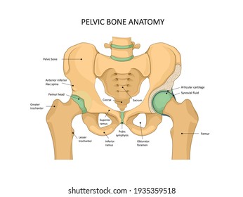 Pelvis Bone anatomy.  Sacrum, Ischium, pubis and ilium. Human skeleton, medicine. 