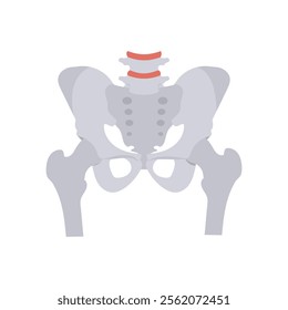 Pelvis Bone, Human Body Part Illustration