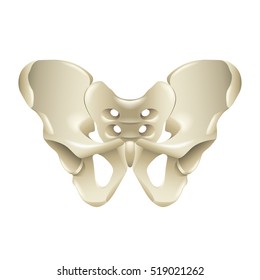 Pelvis Bone Isolated On White Vector Illustration