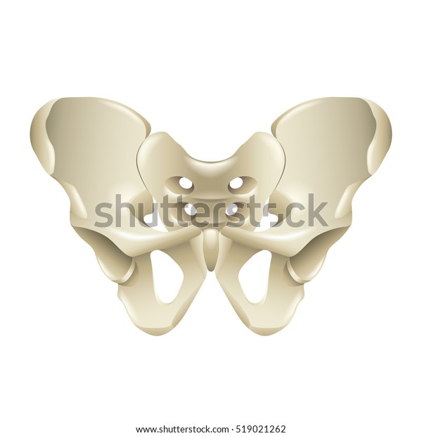 Pelvis Bone Isolated On White Vector Stock Vector (Royalty Free) 519021262