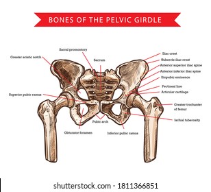 Pelvis bones of pelvic girdle, vector sketch of human anatomy and medicine. Bones and joints structure of skeleton hips, sacrum, femur and coccyx, sacral promontory, pubic arch and iliac spine