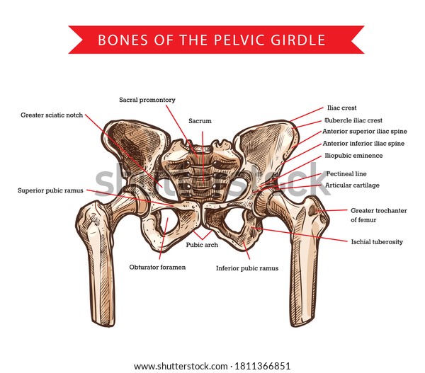 Pelvis Bones Pelvic Girdle Vector Sketch Stock Vector (Royalty Free ...