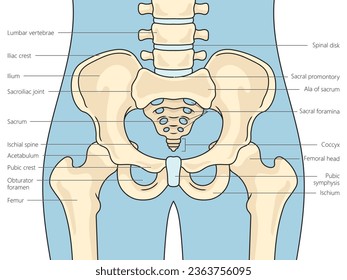 Pelvis bones structure scheme diagram schematic vector illustration. Medical science educational illustration