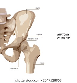 Anatomía del hueso de la cadera de la pelvis. Ilustración vectorial. Anatomía de la articulación de la cadera.