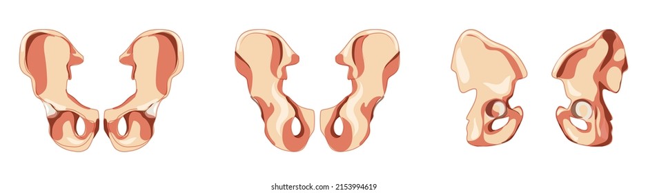 Pelvis hip bone Skeleton os coxae  innominate  pelvic  coxal bone Human front back side view  Set realistic flat natural color concept Vector illustration anatomy isolated white background
