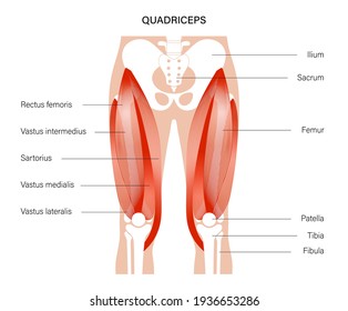 Pelvis and hip bones with quadriceps muscles. Human muscular system. Skeleton anatomical poster for clinic or education. Bodybuilding, workout, strong body concept. Isolated flat vector illustration.