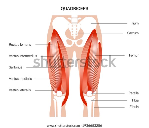 Pelvis and hip bones with quadriceps\
muscles. Human muscular system. Skeleton anatomical poster for\
clinic or education. Bodybuilding, workout, strong body concept.\
Isolated flat vector\
illustration.