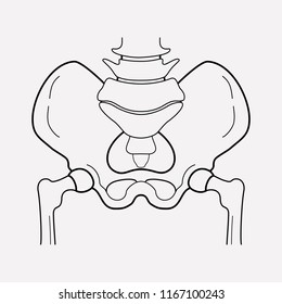 Pelvis icon line element. Vector illustration of pelvis icon line isolated on clean background for your web mobile app logo design.
